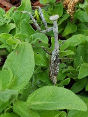 Stagmomantis carolina