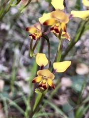 Diuris corymbosa