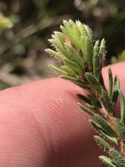 Pultenaea subspicata
