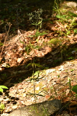 Galium aristatum