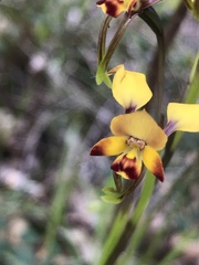 Diuris corymbosa