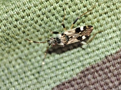 Beosus maritimus
