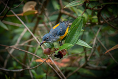 Dicaeum trigonostigma