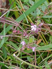 Thymus pulegioides