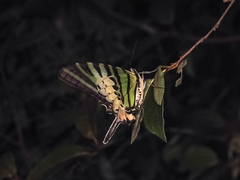 Graphium antiphates