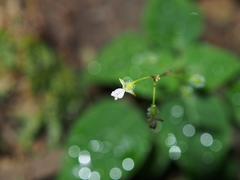 Circaea erubescens