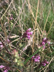 Odontites vernus