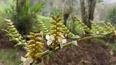Racinaea riocreuxii