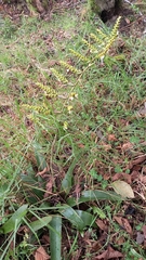 Racinaea riocreuxii