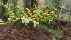 Racinaea riocreuxii