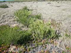 Leucadendron brunioides brunioides
