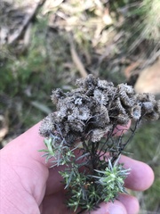 Chrysocephalum semipapposum