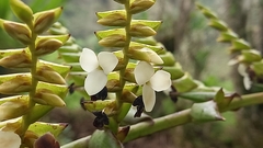 Racinaea riocreuxii