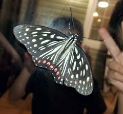 Hestina assimilis assimilis