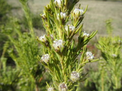 Leucadendron brunioides brunioides
