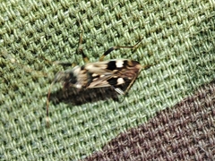 Beosus maritimus