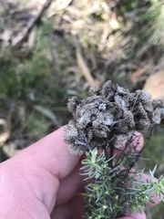 Chrysocephalum semipapposum