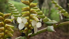 Racinaea riocreuxii