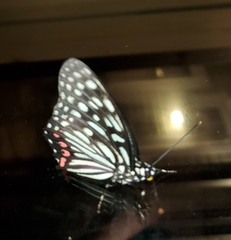 Hestina assimilis assimilis