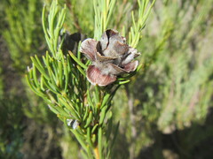 Leucadendron brunioides brunioides