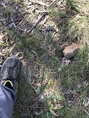 Chrysocephalum semipapposum