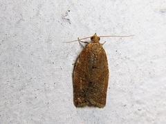 Clepsis consimilana