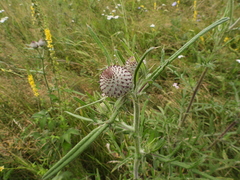 Cirsium decussatum
