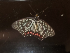 Hestina assimilis assimilis