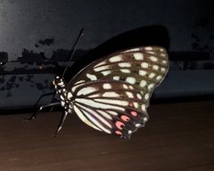 Hestina assimilis assimilis