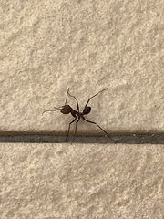 Cataglyphis nodus