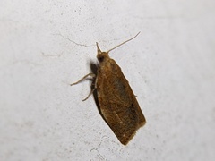 Clepsis consimilana