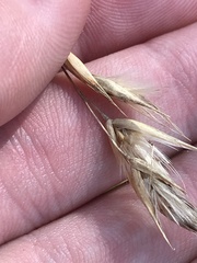 Rytidosperma duttonianum