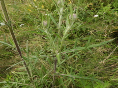 Cirsium decussatum