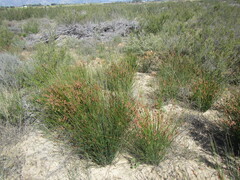Thamnochortus bachmannii