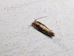 Monopis crocicapitella