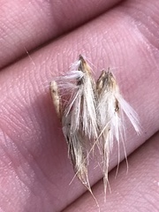 Rytidosperma duttonianum