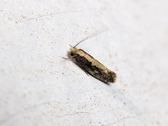 Monopis crocicapitella