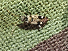 Beosus maritimus