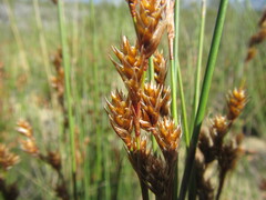 Thamnochortus bachmannii