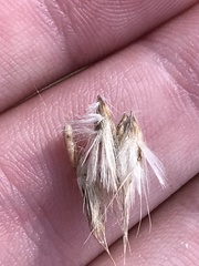 Rytidosperma duttonianum