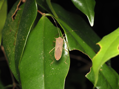 Paradasynus spinosus