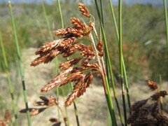 Thamnochortus bachmannii
