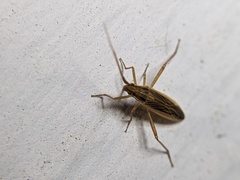 Stenodema trispinosum