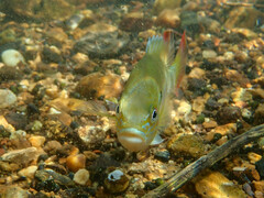 Lepomis auritus