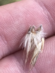 Rytidosperma duttonianum