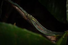Chrysopelea paradisi