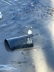 Chroicocephalus ridibundus