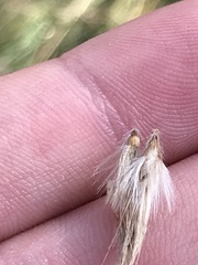 Rytidosperma duttonianum