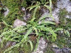 Asplenium trichomanes
