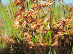 Thamnochortus bachmannii